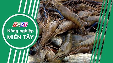 Đột phá lợi nhuận từ mô hình nuôi tôm càng xanh | Nông nghiệp Miền Tây