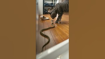 Shocking! Snake face to face with cat. Who run?