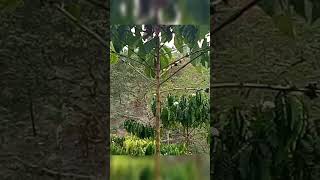 Kalau Ketemu Burung Ribut Di Alam Gini sudah Di Pastikan Kalian Dekat Dgn Sarang Burung