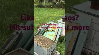 Smoke and Bees: Why It Works (and Why They Hate It)