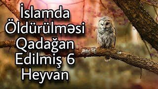 İslamda Öldürülməsi Qadağan Edilmiş 6 Heyvan