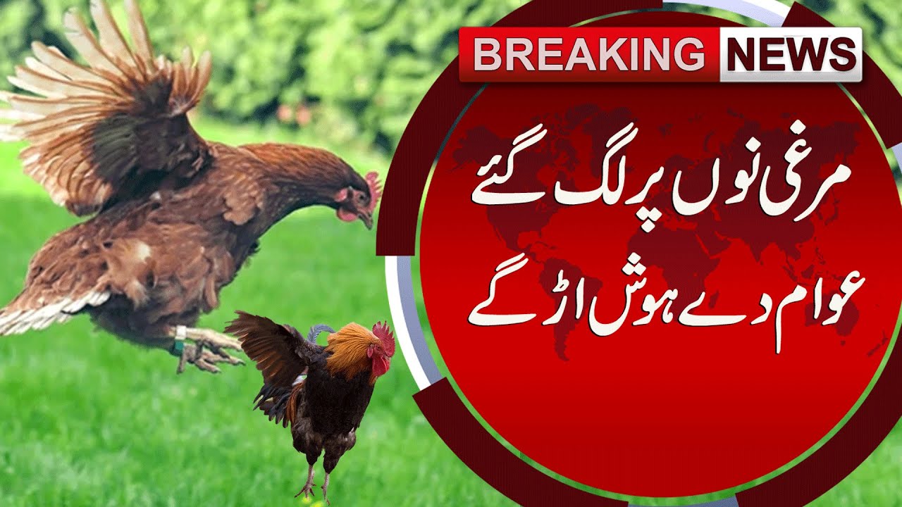 Chicken Prices Skyrocket – Public in Shock | Breaking | Sun News Punjabi
