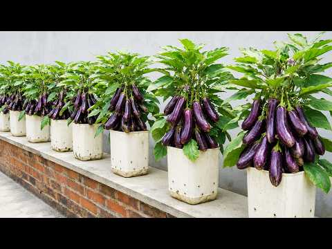 Grow More Eggplant at Home Using Simple Plastic Bottles