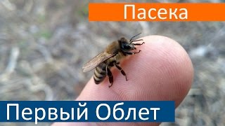 Первый весенний облет пчел Карпатка в феврале 2017 Когда пчелы делают облет температура воздуха +3