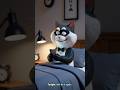 This is Us Every Single Day …. And we Never Learn #montycat #grumpycat #funny #animation