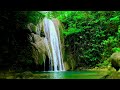 Beautiful Forest Sounds for Healing - Nature Sounds help You Sleep, Meditate, Relax, and Study