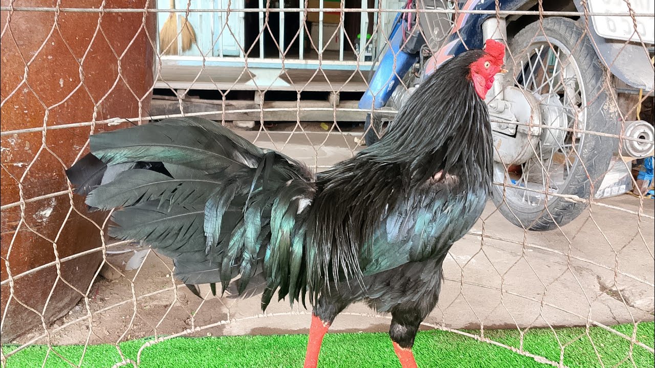 29/1 top 9 trống LH.@359.326.274