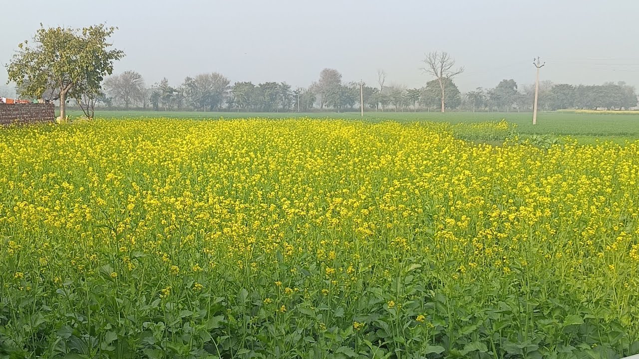 ਜਲੋ ਨਾ ਰੀਸ ਕਰੋ #hype #gurkiratrandhwa #navilalia #ripankhushi #jattprabhjot #snoverball #livestream