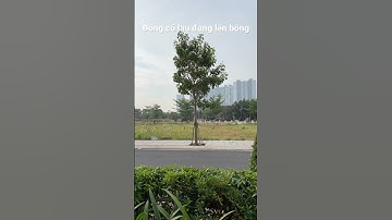 Đồng cỏ lau đang lên bông ở Q7 Sài Gòn Riverside | Căn hộ vui vẻ