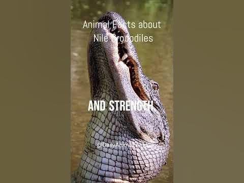 Interesting facts about Nile Crocodiles - YouTube