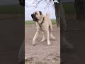 BARKING VERY LOUDLY#bigdog #kangalkeşfet #kangal #kangalköpekleri#kangalçiftliği#kangaldogs#shorts