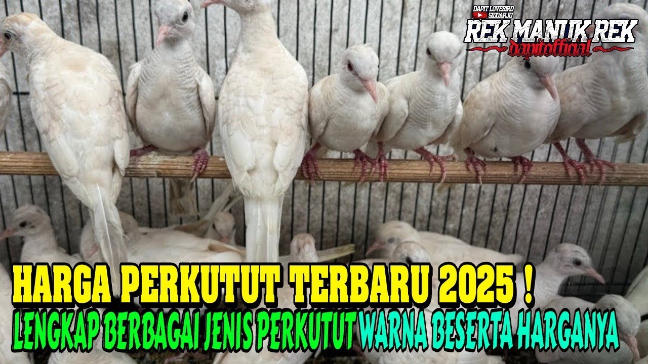HARGA PERKUTUT TERBARU 2025 !!! LENGKAP BERBAGAI JENIS PERKUTUT WARNA BESERTA HARGANYA