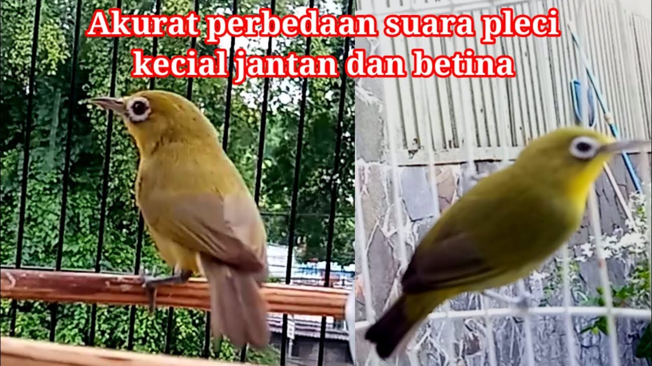 Inilah perbedaan suara pleci kecial betina dan jantan