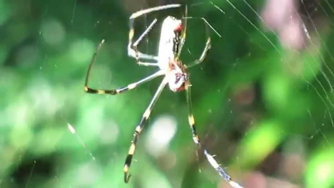 ジョロウグモの巧みな巣作り Youtube