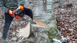 Slow &  easy with Husky 365 X-TORQ 70.7CMC / 4.9 hp downed trees