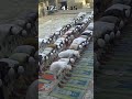 نماز عصر مدرسہ دارالعلوم میوات