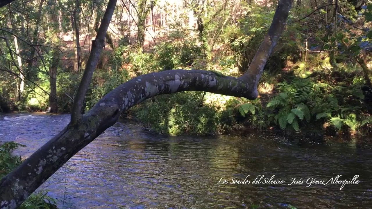 Los Sonidos del Silencio , Armónica