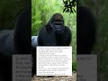 A gorilla saved a child’s life and the world watched in awe.🦍🩵