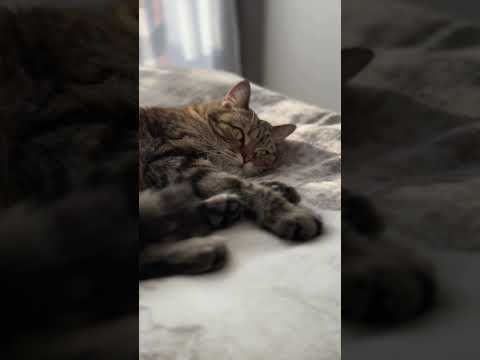 ¿Por qué duermen tanto los gatos?