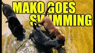 Mako Goes Swimming