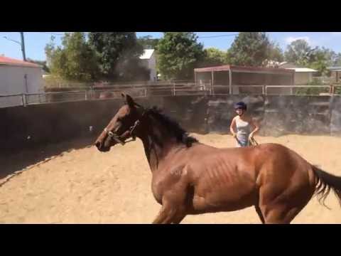 Join Up with Roxy a thoroughbred racehorse.