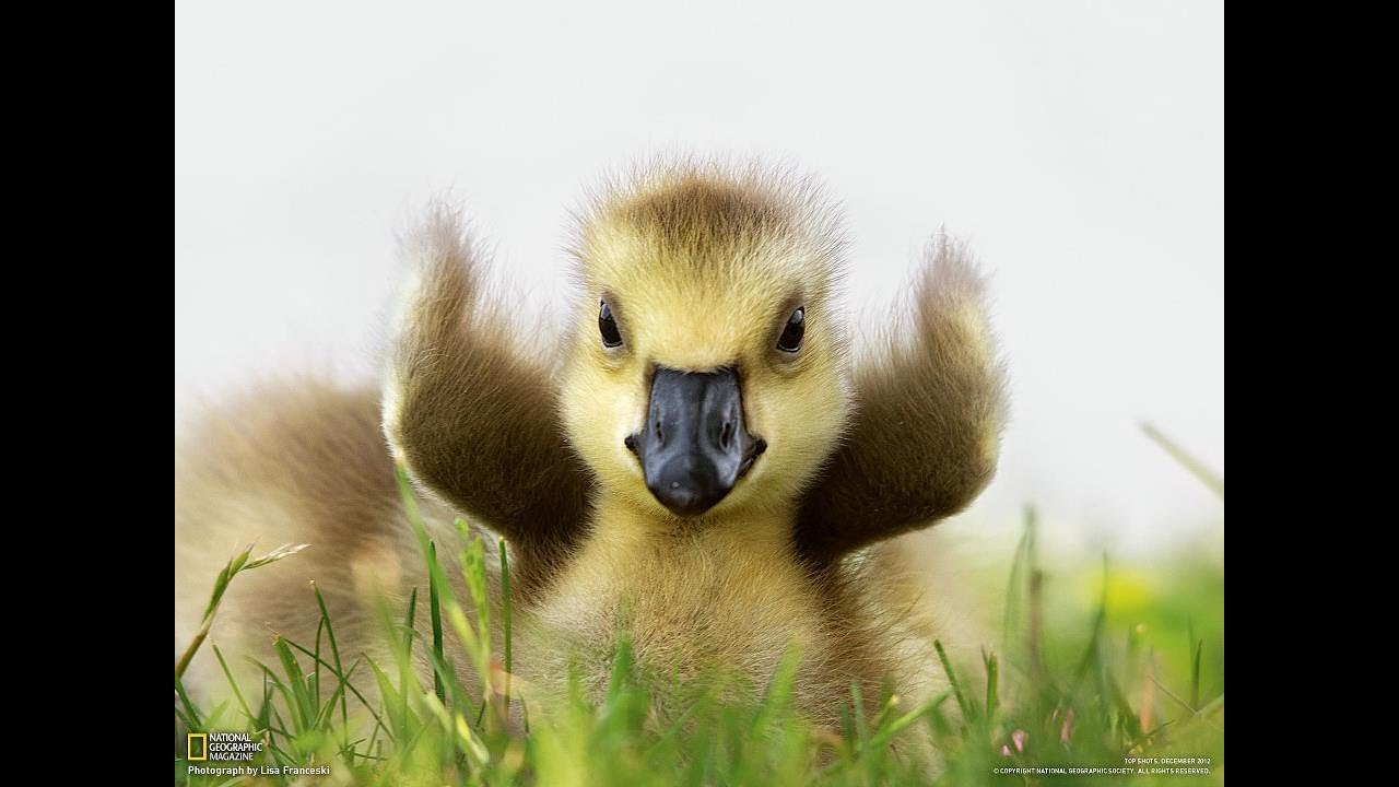 FEEDING BABY GEESE YouTube