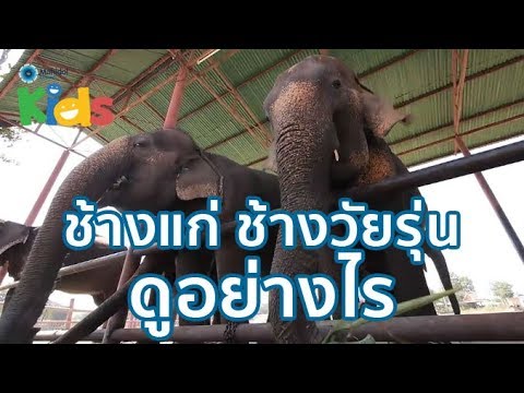 วีดีโอ: อายุขัยช้าง ช้างอาศัยอยู่ในสภาวะต่างๆ ได้กี่ปี?