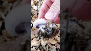 Harvesting mushrooms, Wood Blewits (Lepista nuda) in autumn in New Zealand #wildlife #nature #food