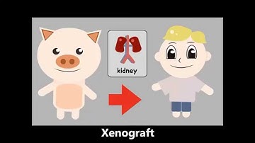 Biomaterials Final Project: Biomaterial Soft Tissue & Collagen