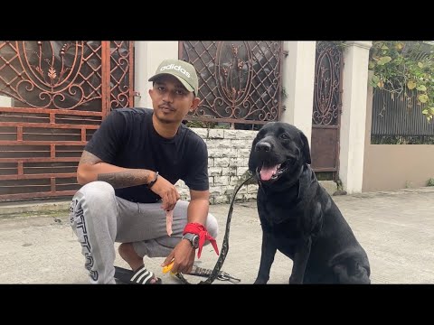 Video: Cara Menamakan Anjing Labrador