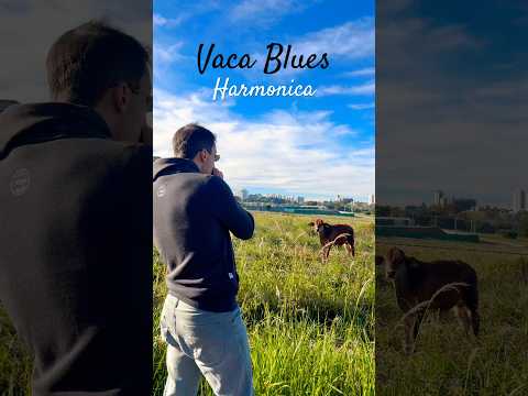 Vaca Blues - Gaita | Harmonica