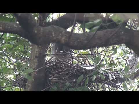 Sado Wildlife in Focus | JAPAN Forward