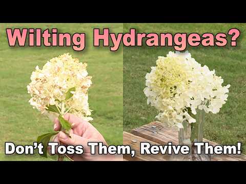 Wilted Hydrangeas? This Simple Trick Can Bring Them Back to Life