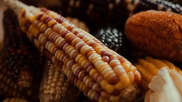 Preserving Maize Genetic Diversity | HHMI BioInteractive Video