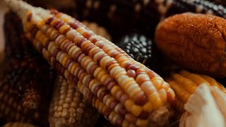 Preserving Maize Genetic Diversity | HHMI BioInteractive Video