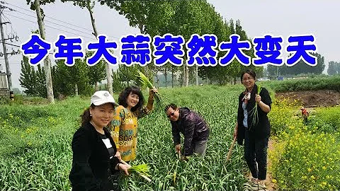 大蒜“突然”變價了， 6月14日大蒜再次瘋漲？看看多少錢1斤 - 天天要聞