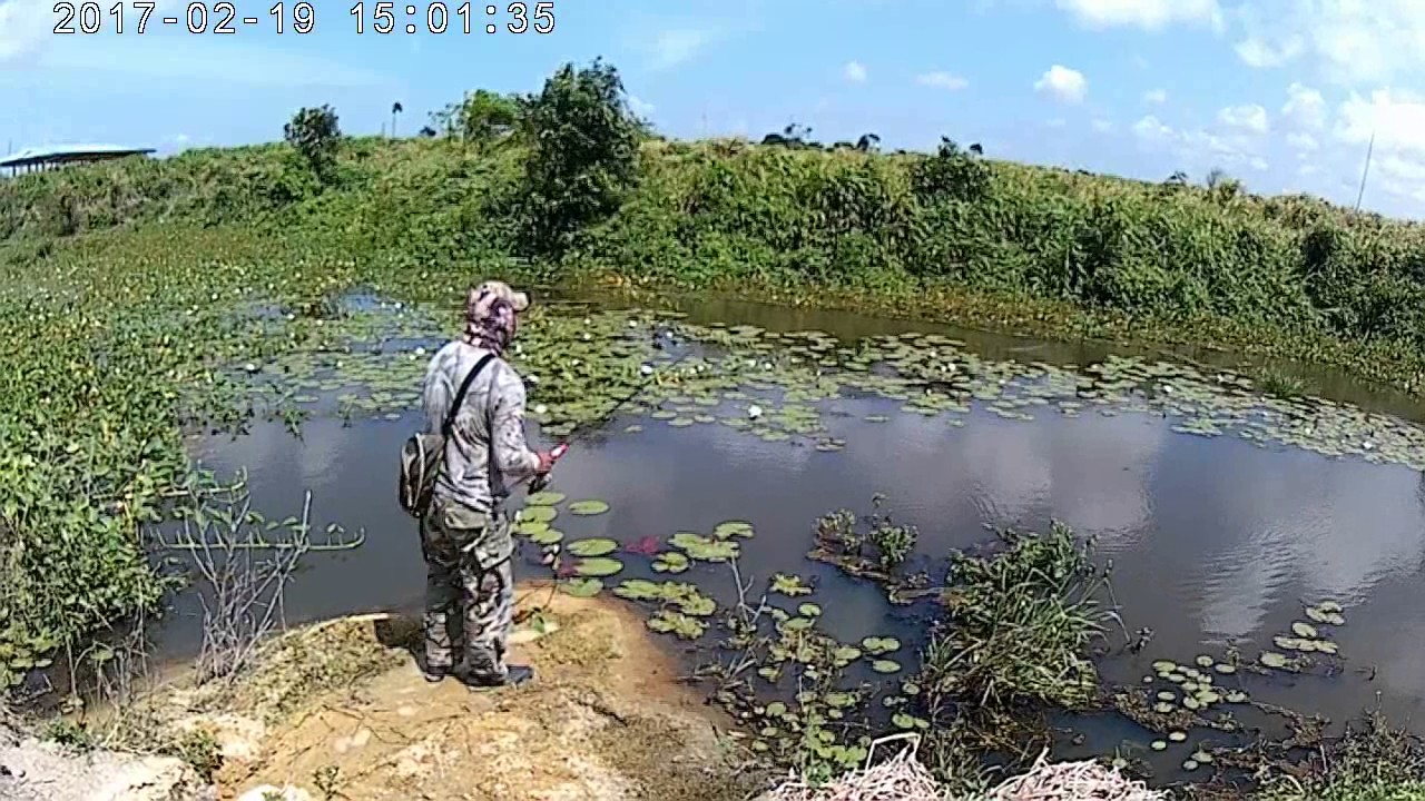 Casting ikan haruan...