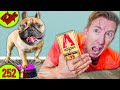 100 Buttons but DOG Decides to Control My Life for 24 Hours - Spy Ninjas #252