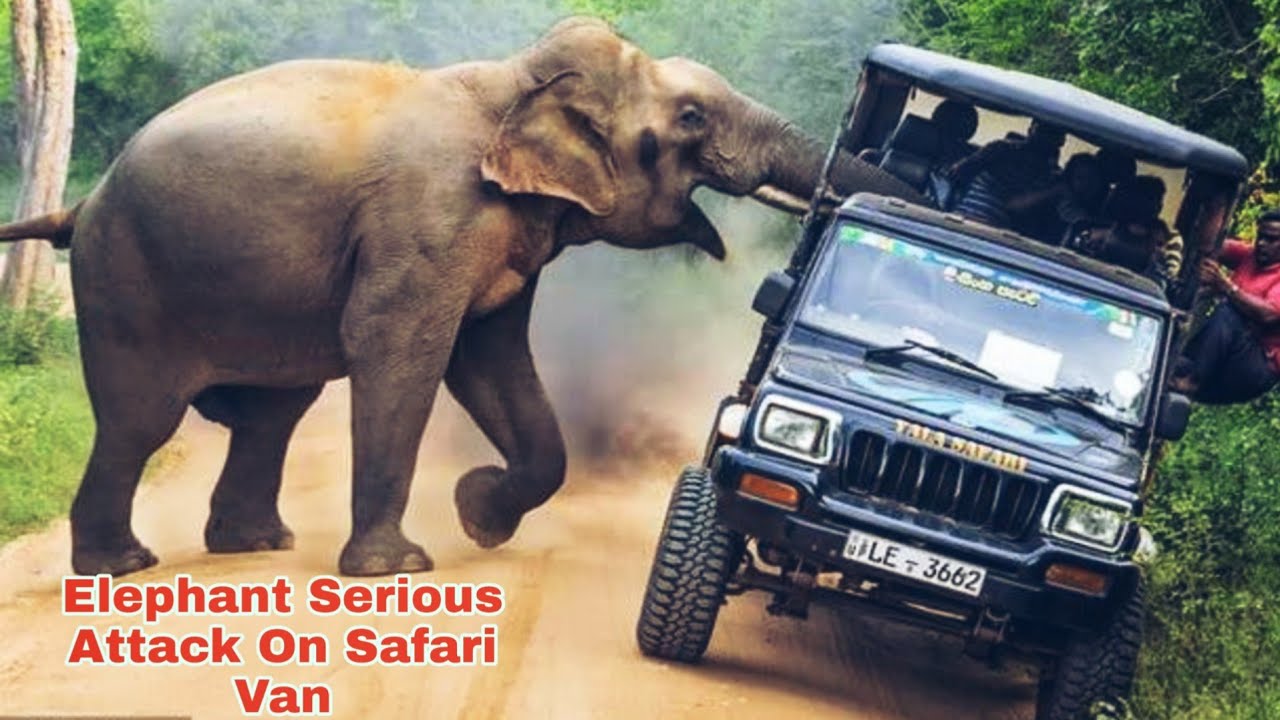 jungle safari attack