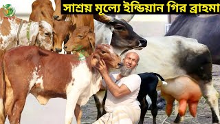 আশরাফুল কাকার একদম কম দামে গির গরু কিনুন ! সাধ্যের মধ্যে ইন্ডিয়ান ব্রাহমা গির বকনা গরু কিনুন