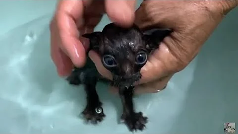 Video 11532781: cat kitten bathing, cat mom kitten