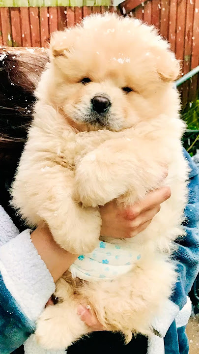 SIMBA the chow chows first winter with us 😚
