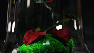 BELLE EXCLUSIVE - REAL LIFE FAIRYTALE