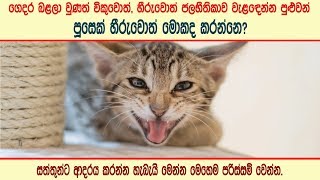 Download lagu පූසෙක් හීරුවොත් මොකද කරන්නෙ - What would you do if a cat scratch