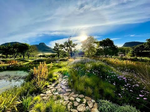 Video: Protea flowers - South African beauties with a tropical character