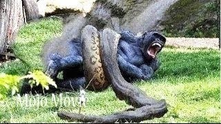 Python vs Monkey compilation 2016 - Snake and monkey - Baboon - YouTube