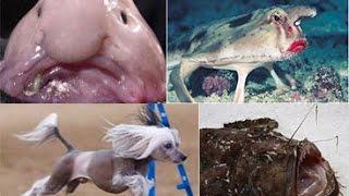 Top 10 Ugliest Animals On Our Planet ** Top 10 **
