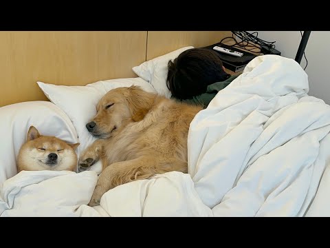 部屋に入るといつのまにかベッドに入り込んで寝ている豆柴とゴールデンレトリバー