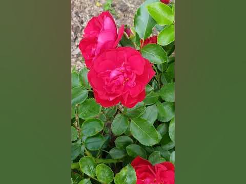 Роза Колосаль Мейдиланд - YouTube