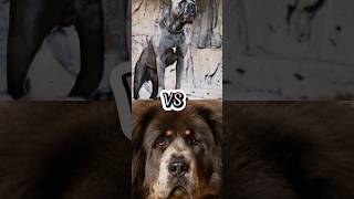 TIBETAN MASTIFF VS BAN DOG,WOLF DOG,BOERBOEL,AMERICAN AKITA,TOP DEADLY DOG BREEDS